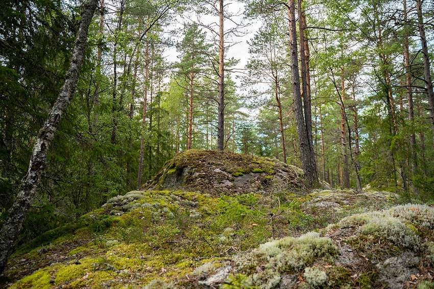 bilde av kolle i skogen